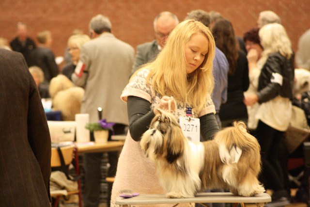 Shih Tzu Danmark